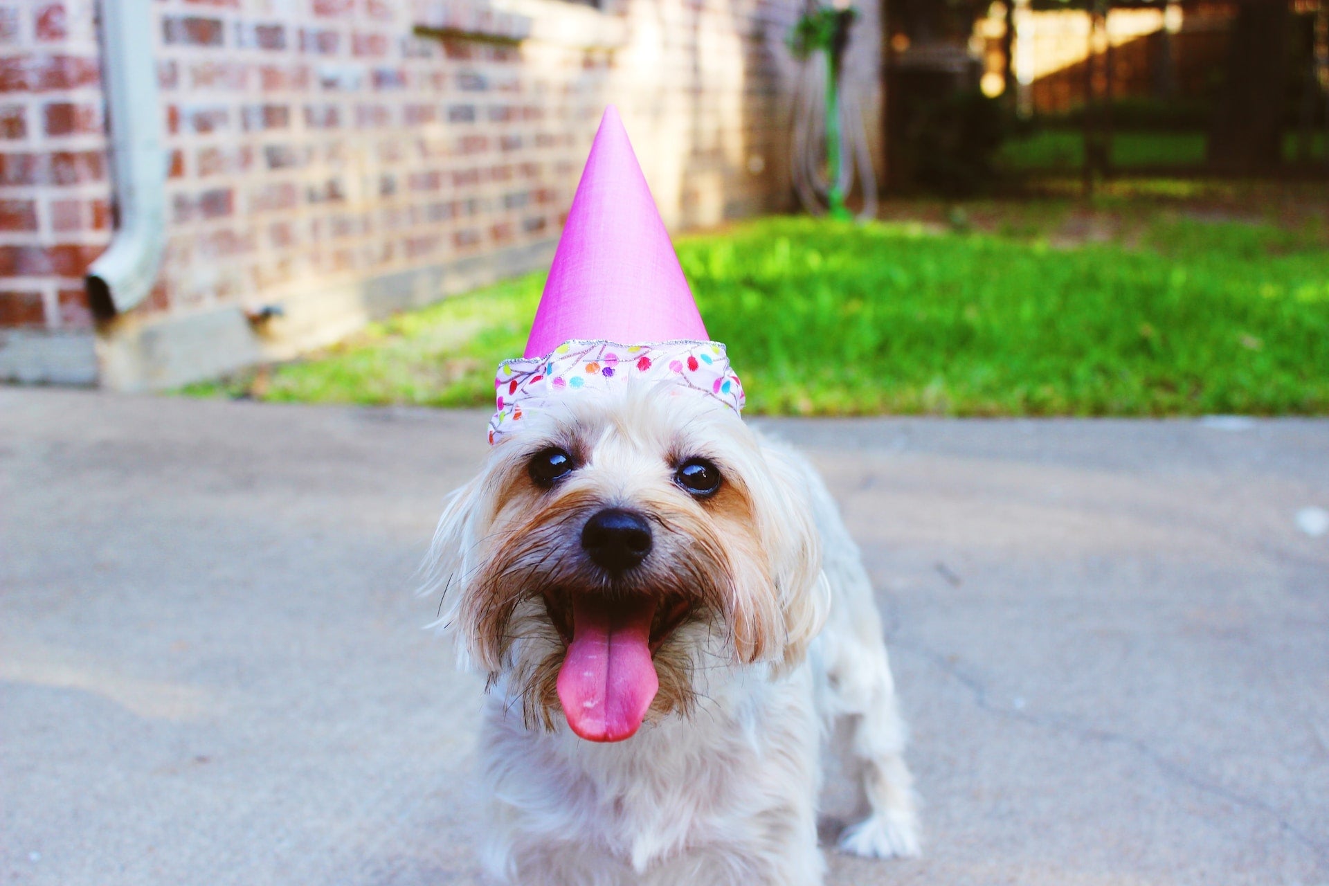 100 Heartwarming Quotes to Celebrate Your Pet's Birthday – Better Ask Me