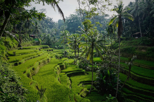 Embracing Tranquility: A Personal Journey Through Bali's Healing Retreats